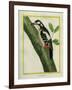 Female Great Spotted Woodpecker-Georges-Louis Buffon-Framed Giclee Print