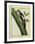 Female Great Spotted Woodpecker-Georges-Louis Buffon-Framed Giclee Print