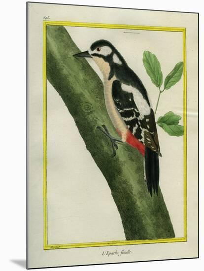 Female Great Spotted Woodpecker-Georges-Louis Buffon-Mounted Giclee Print