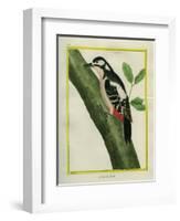 Female Great Spotted Woodpecker-Georges-Louis Buffon-Framed Giclee Print