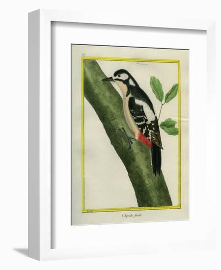 Female Great Spotted Woodpecker-Georges-Louis Buffon-Framed Giclee Print