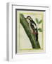 Female Great Spotted Woodpecker-Georges-Louis Buffon-Framed Giclee Print