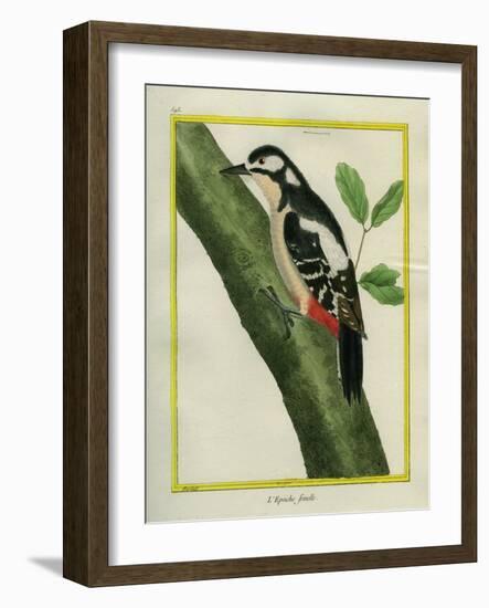 Female Great Spotted Woodpecker-Georges-Louis Buffon-Framed Giclee Print