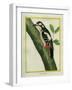 Female Great Spotted Woodpecker-Georges-Louis Buffon-Framed Giclee Print