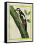 Female Great Spotted Woodpecker-Georges-Louis Buffon-Framed Stretched Canvas