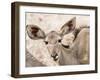 Female greater kudu (Tragelaphus strepsiceros), Chobe National Park, Botswana-Michael Nolan-Framed Photographic Print