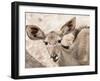 Female greater kudu (Tragelaphus strepsiceros), Chobe National Park, Botswana-Michael Nolan-Framed Photographic Print