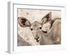 Female greater kudu (Tragelaphus strepsiceros), Chobe National Park, Botswana-Michael Nolan-Framed Photographic Print