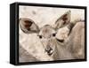 Female greater kudu (Tragelaphus strepsiceros), Chobe National Park, Botswana-Michael Nolan-Framed Stretched Canvas