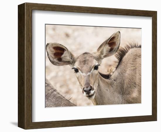 Female greater kudu (Tragelaphus strepsiceros), Chobe National Park, Botswana-Michael Nolan-Framed Photographic Print