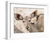 Female greater kudu (Tragelaphus strepsiceros), Chobe National Park, Botswana-Michael Nolan-Framed Photographic Print