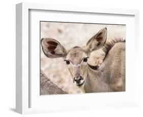 Female greater kudu (Tragelaphus strepsiceros), Chobe National Park, Botswana-Michael Nolan-Framed Photographic Print