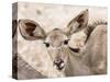Female greater kudu (Tragelaphus strepsiceros), Chobe National Park, Botswana-Michael Nolan-Stretched Canvas