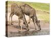 Female greater kudus (Tragelaphus strepsiceros), drinking water in Chobe National Park, Botswana-Michael Nolan-Stretched Canvas