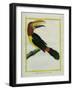 Female Green Aracari-Georges-Louis Buffon-Framed Giclee Print