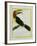 Female Green Aracari-Georges-Louis Buffon-Framed Giclee Print