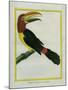 Female Green Aracari-Georges-Louis Buffon-Mounted Giclee Print