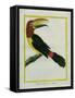 Female Green Aracari-Georges-Louis Buffon-Framed Stretched Canvas