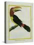 Female Green Aracari-Georges-Louis Buffon-Stretched Canvas