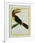 Female Green Aracari-Georges-Louis Buffon-Framed Giclee Print