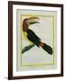 Female Green Aracari-Georges-Louis Buffon-Framed Giclee Print