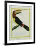 Female Green Aracari-Georges-Louis Buffon-Framed Giclee Print