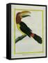 Female Green Aracari-Georges-Louis Buffon-Framed Stretched Canvas