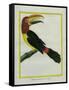 Female Green Aracari-Georges-Louis Buffon-Framed Stretched Canvas