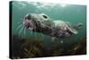 Female Grey Seal Juvenile Swimming over Kelp, Off Farne Islands, Northumberland-Alex Mustard-Stretched Canvas