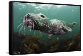 Female Grey Seal Juvenile Swimming over Kelp, Off Farne Islands, Northumberland-Alex Mustard-Framed Stretched Canvas