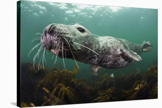 Female Grey Seal Juvenile Swimming over Kelp, Off Farne Islands, Northumberland-Alex Mustard-Stretched Canvas