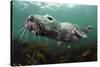 Female Grey Seal Juvenile Swimming over Kelp, Off Farne Islands, Northumberland-Alex Mustard-Stretched Canvas