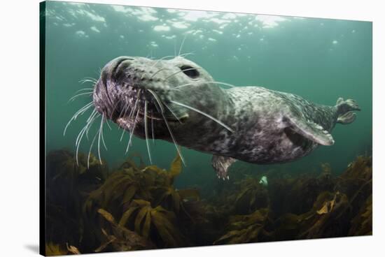 Female Grey Seal Juvenile Swimming over Kelp, Off Farne Islands, Northumberland-Alex Mustard-Stretched Canvas