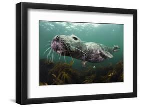 Female Grey Seal Juvenile Swimming over Kelp, Off Farne Islands, Northumberland-Alex Mustard-Framed Premium Photographic Print