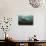 Female Grey Seal Juvenile Swimming over Kelp, Off Farne Islands, Northumberland-Alex Mustard-Photographic Print displayed on a wall