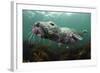 Female Grey Seal Juvenile Swimming over Kelp, Off Farne Islands, Northumberland-Alex Mustard-Framed Photographic Print