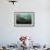 Female Grey Seal Juvenile Swimming over Kelp, Off Farne Islands, Northumberland-Alex Mustard-Framed Photographic Print displayed on a wall