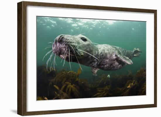 Female Grey Seal Juvenile Swimming over Kelp, Off Farne Islands, Northumberland-Alex Mustard-Framed Photographic Print