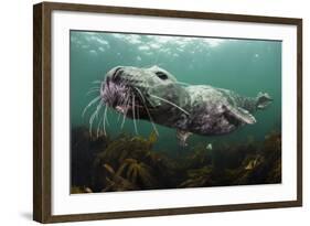 Female Grey Seal Juvenile Swimming over Kelp, Off Farne Islands, Northumberland-Alex Mustard-Framed Photographic Print