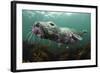 Female Grey Seal Juvenile Swimming over Kelp, Off Farne Islands, Northumberland-Alex Mustard-Framed Photographic Print