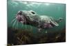 Female Grey Seal Juvenile Swimming over Kelp, Off Farne Islands, Northumberland-Alex Mustard-Mounted Photographic Print