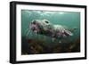 Female Grey Seal Juvenile Swimming over Kelp, Off Farne Islands, Northumberland-Alex Mustard-Framed Photographic Print