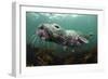 Female Grey Seal Juvenile Swimming over Kelp, Off Farne Islands, Northumberland-Alex Mustard-Framed Photographic Print