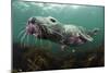 Female Grey Seal Juvenile Swimming over Kelp, Off Farne Islands, Northumberland-Alex Mustard-Mounted Photographic Print