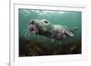 Female Grey Seal Juvenile Swimming over Kelp, Off Farne Islands, Northumberland-Alex Mustard-Framed Photographic Print