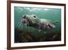 Female Grey Seal Juvenile Swimming over Kelp, Off Farne Islands, Northumberland-Alex Mustard-Framed Photographic Print