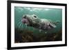 Female Grey Seal Juvenile Swimming over Kelp, Off Farne Islands, Northumberland-Alex Mustard-Framed Photographic Print