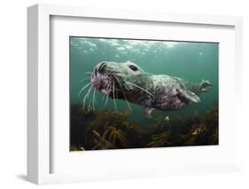 Female Grey Seal Juvenile Swimming over Kelp, Off Farne Islands, Northumberland-Alex Mustard-Framed Photographic Print