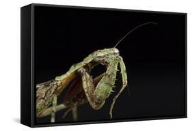 Female Grizzled Mantis Cleaning Antenna, Central Florida-Maresa Pryor-Framed Stretched Canvas