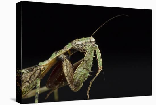 Female Grizzled Mantis Cleaning Antenna, Central Florida-Maresa Pryor-Stretched Canvas